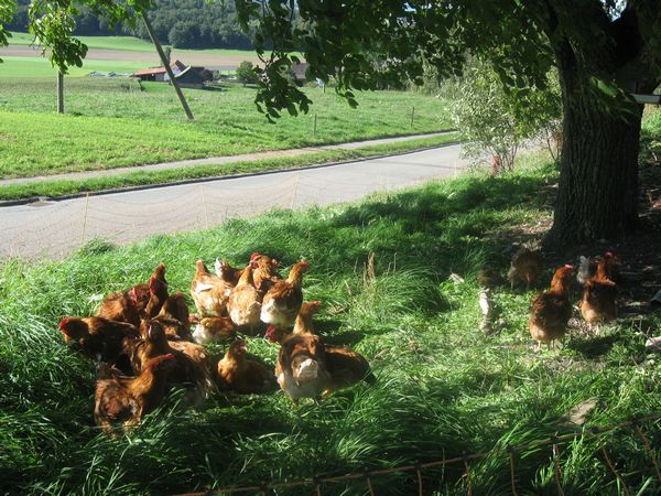 Poulets im Freigehege