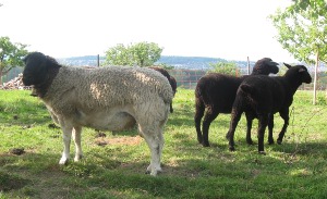 moutons dehors